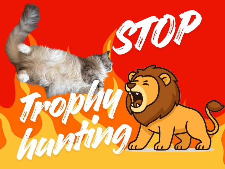 明場由美子　英語コラム　トロフィーハンター　トロフィーハント