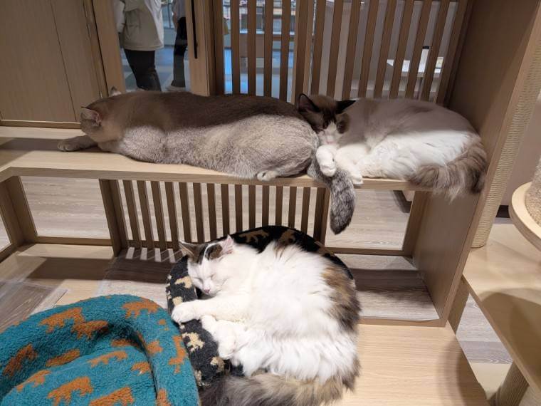 美美台湾 台湾コラム 猫カフェ 貓樂 猫珈琲