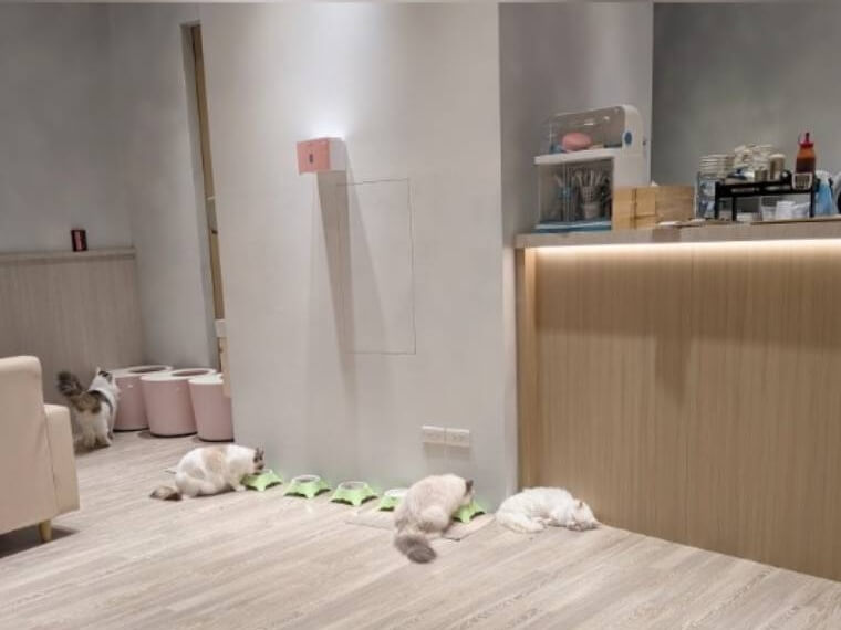 美美台湾 台湾コラム 猫カフェ 貓樂 猫珈琲