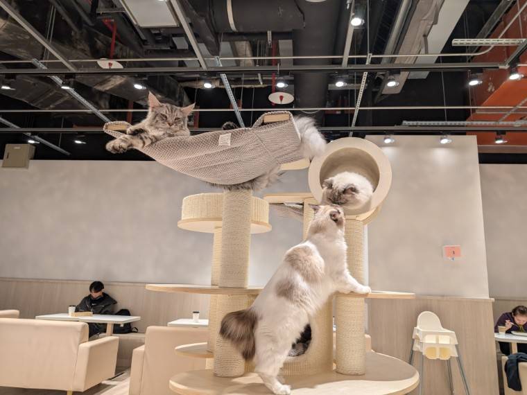 美美台湾 台湾コラム 猫カフェ 貓樂 猫珈琲