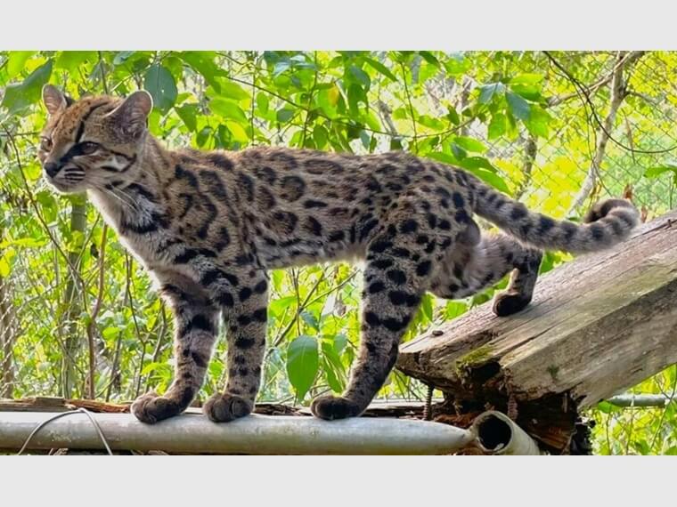 ネコろんで読む英語コラム (74)なんと100年以上ぶり!? ボリビアで新種の猫発見!