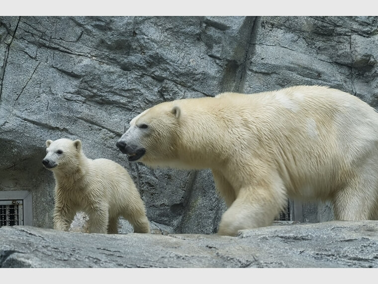 ネコろんで読む英語コラム　（71）愛されキャラのbear cub“モモ太”と「551蓬莱」の意外な関係